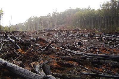 Clôture de l'année Internationale des forêts : les vrais chiffres de la déforestation