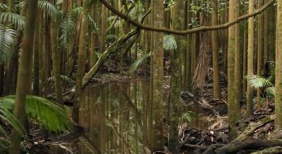 Grupos ecologistas protestan contra proyecto de nueva ley forestal en Brasil