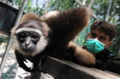 Dans la jungle de Bornéo, un Français mène une croisade pour les singes