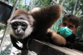 Dans la jungle de Bornéo, un Français mène une croisade pour les singes