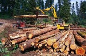 Le trafic du bois tropical sape la lutte contre la déforestation