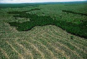 Google Earth Engine : pour pister la déforestation en Amazonie - vidéo