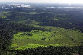 Plus de 90% des forêts tropicales sont «mal gérées»