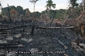 Brésil: la déforestation de l'Amazonie en hausse de 29% entre 2012 et 2013
