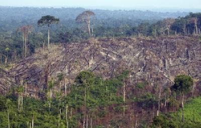 Amazonie: la déforestation a quintuplé en octobre au Brésil
