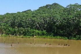 La forêt amazonienne éponge de moins en moins le carbone émis par l’homme